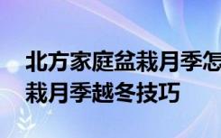 北方家庭盆栽月季怎样安全越冬 北方家庭盆栽月季越冬技巧