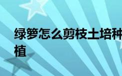 绿箩怎么剪枝土培种植 绿箩如何剪枝土培种植