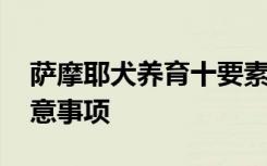 萨摩耶犬养育十要素 养育萨摩耶犬的十大注意事项