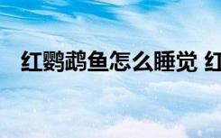 红鹦鹉鱼怎么睡觉 红鹦鹉鱼睡觉特征介绍