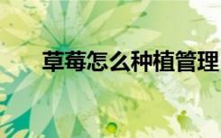 草莓怎么种植管理 草莓如何种植管理