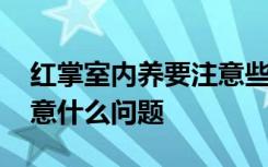 红掌室内养要注意些什么呢 红掌室内养要注意什么问题