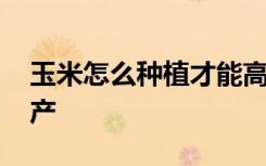 玉米怎么种植才能高产 玉米怎样种植才能高产