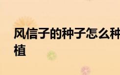 风信子的种子怎么种植 风信子的种子怎样种植