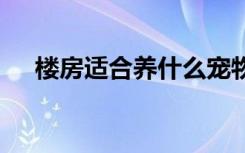 楼房适合养什么宠物 楼房适合养啥宠物