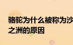 骆驼为什么被称为沙漠之洲 骆驼被称为沙漠之洲的原因