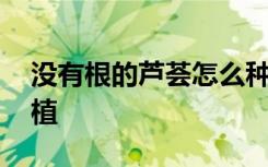 没有根的芦荟怎么种植 没有根的芦荟如何种植