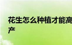 花生怎么种植才能高产 花生怎样种植才能高产