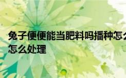 兔子便便能当肥料吗播种怎么施肥 兔子便便当肥料的话应该怎么处理