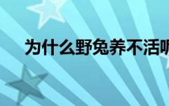 为什么野兔养不活呢 野兔养不活的原因