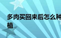 多肉买回来后怎么种植 多肉买回来后如何种植