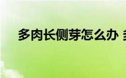 多肉长侧芽怎么办 多肉长侧芽要怎样做