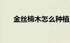 金丝楠木怎么种植 金丝楠木怎样种植