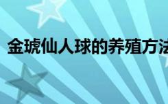 金琥仙人球的养殖方法 如何养殖金琥仙人球