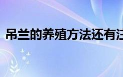 吊兰的养殖方法还有注意事项 如何养殖吊兰