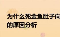 为什么死金鱼肚子向上翻 死金鱼肚子向上翻的原因分析