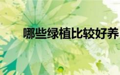 哪些绿植比较好养 什么绿植比较好养