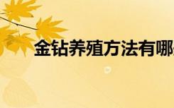 金钻养殖方法有哪些 养殖金钻的技巧