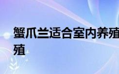 蟹爪兰适合室内养殖吗 蟹爪兰能不能室内养殖