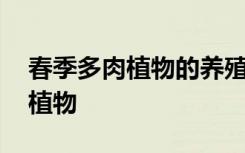 春季多肉植物的养殖方法 春季如何养殖多肉植物