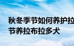 秋冬季节如何养护拉布拉多犬 怎么在秋冬季节养拉布拉多犬