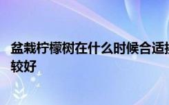 盆栽柠檬树在什么时候合适换盆 盆栽柠檬树什么时候换盆比较好