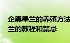 企黑墨兰的养殖方法和注意事项 养护企黑墨兰的教程和禁忌