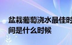 盆栽葡萄浇水最佳时间 盆栽葡萄浇水最佳时间是什么时候