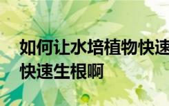 如何让水培植物快速生根啊 怎么让水培植物快速生根啊