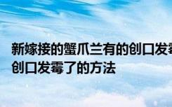 新嫁接的蟹爪兰有的创口发霉了怎么办 新嫁接的蟹爪兰有的创口发霉了的方法