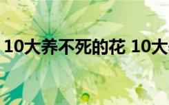 10大养不死的花 10大养不死的花分别是什么