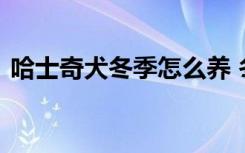 哈士奇犬冬季怎么养 冬天养殖哈士奇的方法