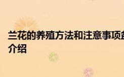 兰花的养殖方法和注意事项盆栽 兰花的养殖方法和注意事项介绍