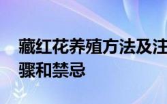 藏红花养殖方法及注意事项 养殖藏红花的步骤和禁忌