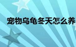 宠物乌龟冬天怎么养 如何在冬天养殖乌龟