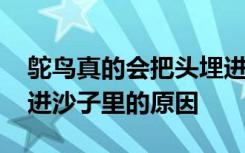 鸵鸟真的会把头埋进沙子里吗 鸵鸟会把头埋进沙子里的原因