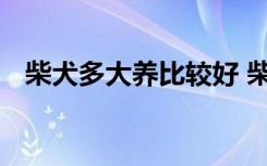 柴犬多大养比较好 柴犬多大养比较好介绍