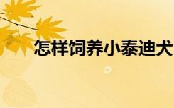 怎样饲养小泰迪犬 如何饲养小泰迪犬