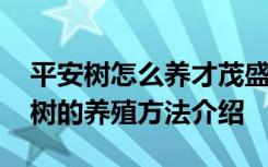 平安树怎么养才茂盛平安树的养殖方法 平安树的养殖方法介绍