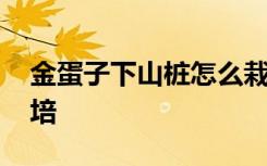 金蛋子下山桩怎么栽培 金蛋子下山桩如何栽培