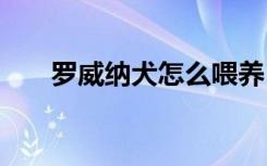 罗威纳犬怎么喂养 罗威纳犬如何喂养