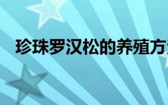 珍珠罗汉松的养殖方法 珍珠罗汉松如何养