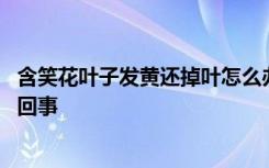 含笑花叶子发黄还掉叶怎么办 含笑花叶子发黄还掉叶是怎么回事