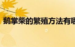 鹅掌柴的繁殖方法有哪些 鹅掌柴如何繁殖呢