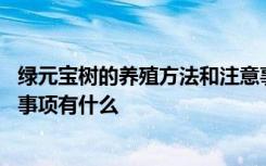 绿元宝树的养殖方法和注意事项 绿元宝树的养殖方法和注意事项有什么