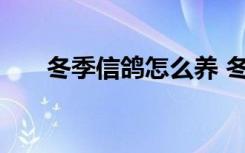 冬季信鸽怎么养 冬季养殖信鸽的方法