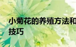 小菊花的养殖方法和注意事项 小菊花的养殖技巧