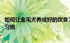 如何让金毛犬养成好的饮食习惯 怎么让金毛犬养成好的饮食习惯