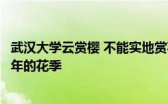 武汉大学云赏樱 不能实地赏花但可以通过该直播方式观看今年的花季