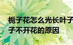 栀子花怎么光长叶子不开花呢 栀子花光长叶子不开花的原因